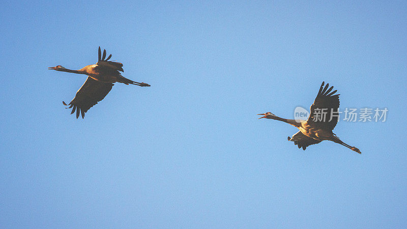 普通鹤[Grus Grus]